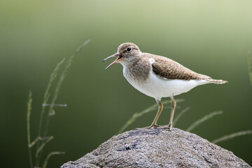 sandpiper on a rock