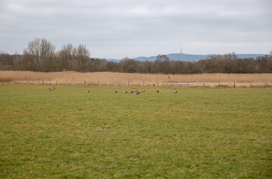 Rieselfelder Windel bei Bielefeld-Senne