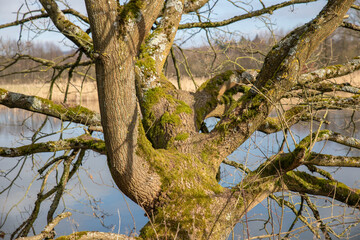 Moosbewuchs auf einem Baum