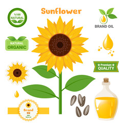 Sunflower oil, sunflower seeds, flowers and logos. Sunflower seed oil in a bottle. All layered and grouped. Vector.