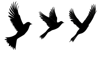 Obraz premium Dynamic bird silhouettes transparent background png white space nature illustration artistic viewpoint
