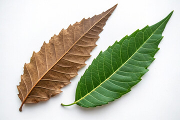 Dry and fresh neem leaves side by side