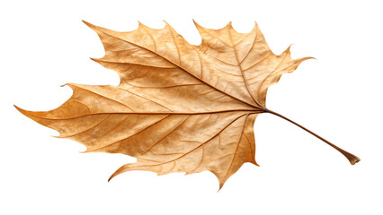 autumn maple leaf isolated on white