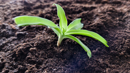 Planting plants in spring. Cuttings of indoor plants Chlorophytum.