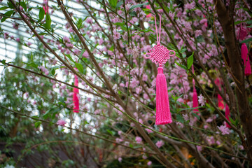 pink flowers in the garden