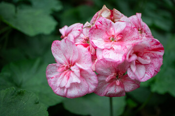 Obraz premium pink peony flower