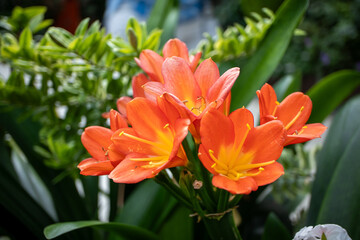 red and yellow tulips