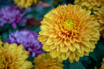 yellow chrysanthemum flowers