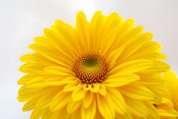 yellow flower on a white background
