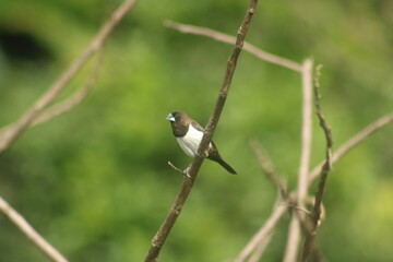 Small bird on a leafless tree