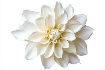 Fototapeta premium Isolated Cream Dahlia Blossom - A single, cream-colored dahlia flower, isolated on a white background. Symbolizing purity, elegance, beauty, inner peace, and new beginnings