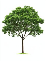 Obraz premium Lush Green Tree Isolated on White - Single deciduous tree with vibrant green leaves, isolated on a pure white background. Perfect for design projects