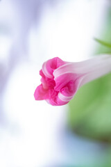 Fototapeta premium 朝顔の蕾、アサガオのツボミ