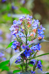 Eranthemum Pulchellum (Blue Sage) Flowers with Green Leaves