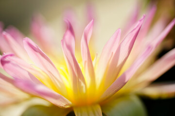 Fototapeta premium Delicate Pink and Yellow Water Lily Bloom in Soft Natural Light