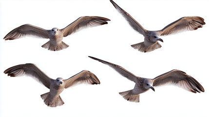 Fototapeta premium Set of flying seagulls against a white background, in different poses