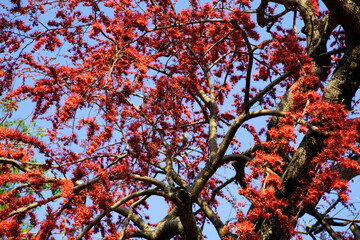 Vibrant Red Blossoms on Branches Against Clear Blue Sky