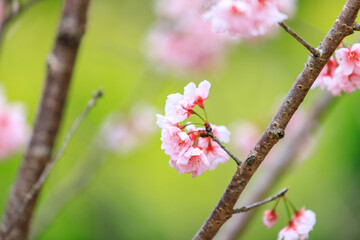 Soft Pink Cherry (Sakura) Blossoms on Branch