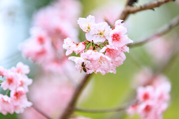 Soft Pink Cherry (Sakura) Blossoms on Branch