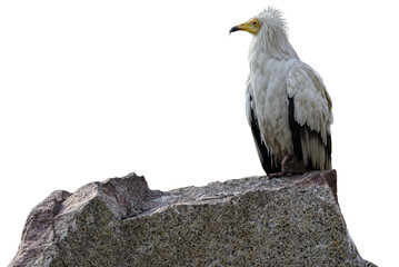 Close up of white vulture Neophron percnopterus looking away and sitting on rock white background...