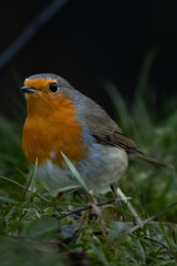 gros plan sur un rouge gorge 