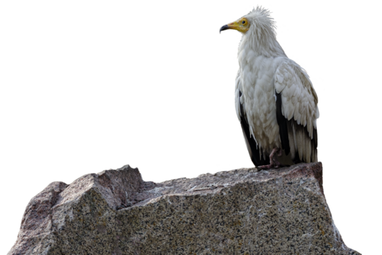 Close up of white vulture Neophron percnopterus looking away and sitting on rock white background proud posture of bird.