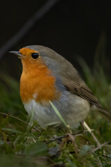 portrait d'un rouge gorge 