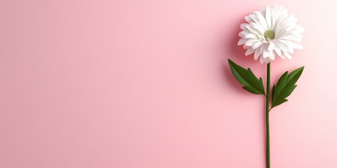 Fototapeta premium Single White Flower on Pink Background