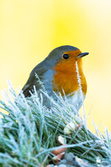rouge gorge sur de l'herbe gelée 