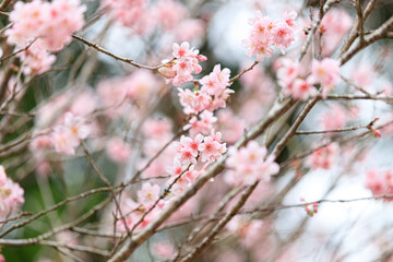 Cherry (Sakura) Blossoms Blooming on Tree Branches