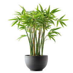 A Vibrant Indoor Bamboo Plant with Slender Stalks Isolated on Transparent Background