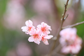 Beautiful Cluster of Pink Cherry (Sakura) Blossoms in Spring