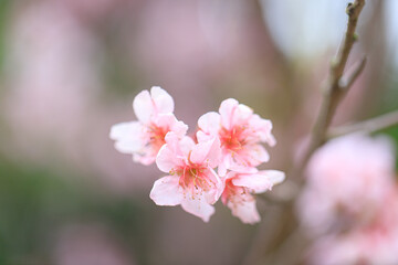 Fototapeta premium Beautiful Cluster of Pink Cherry (Sakura) Blossoms in Spring