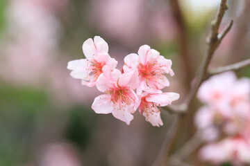 Beautiful Cluster of Pink Cherry (Sakura) Blossoms in Spring