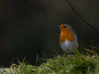 portrait d'un rouge gorge 