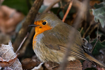 gros plan sur un rouge gorge sur un lit de feuilles
