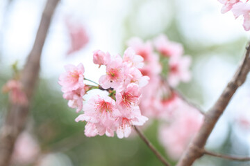Beautiful Cluster of Pink Cherry (Sakura) Blossoms in Spring