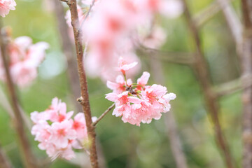 Beautiful Cluster of Pink Cherry (Sakura) Blossoms in Spring