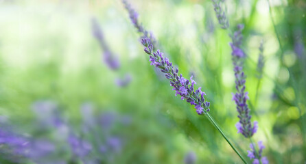Lavender Field in Bloom. Close up of lilac lavender flowers. Soft focus. French province