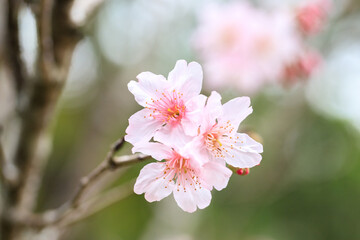 Fototapeta premium Beautiful Cluster of Pink Cherry (Sakura) Blossoms in Spring