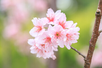 Obraz premium Beautiful Cluster of Pink Cherry (Sakura) Blossoms in Spring