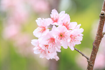 Beautiful Cluster of Pink Cherry (Sakura) Blossoms in Spring