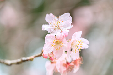 Beautiful Cluster of Pink Cherry (Sakura) Blossoms in Spring