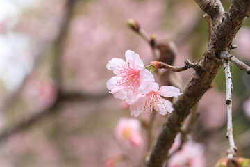 Beautiful Cluster of Pink Cherry (Sakura) Blossoms in Spring