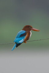 white-throated kingfisher - Halcyon smyrnensis, white-breasted kingfisher on wire at dark green background.  Photo from Wilpattu National Park in Sri Lanka. 