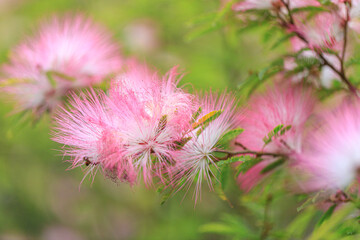 Pink Powder Puff Flowers on a Green Leafy Shrub