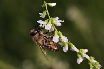 pszczoła na drobnych kwiatkach © Krzysztof