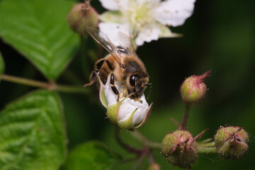 pszczoła miodna © Krzysztof