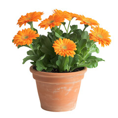 A Thriving Potted Gerbera Daisy Plant with Orange Flowers Isolated on Transparent Background