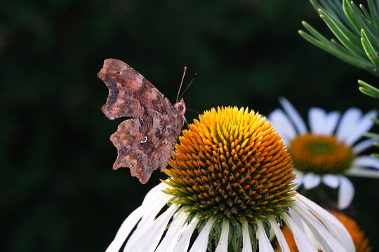 motyl rusałka 